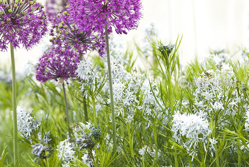 葱属“紫感”和蓝星(Amsonia)花- III